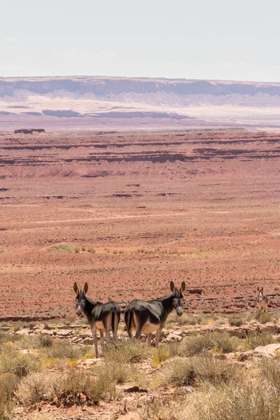 Flygfoto på öknarna i monument valley — Stockfoto