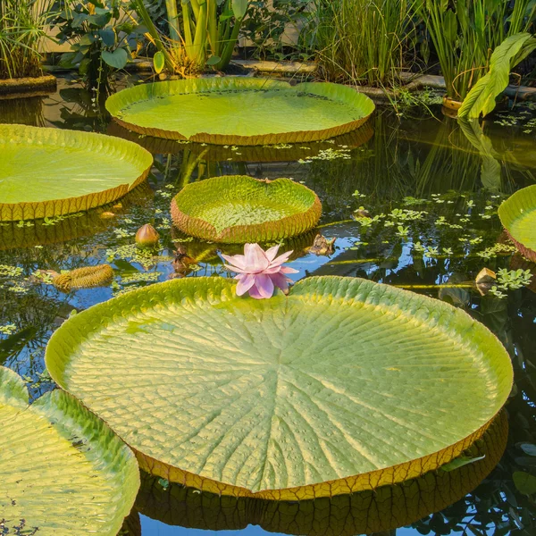 Giant water lilly in a botanical garden — Stock Photo, Image