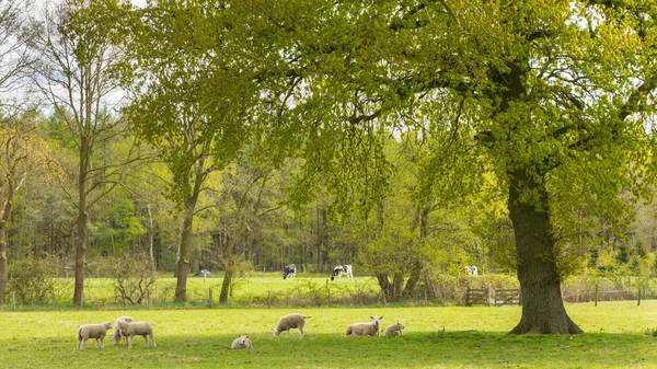 Paisagem holandesa típica com ovelhas e uma árvore velha um — Fotografia de Stock