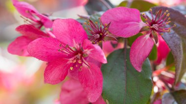 Kırmızı elma çiçekleri.