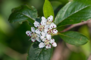 Crataegus veya alıç çiçek