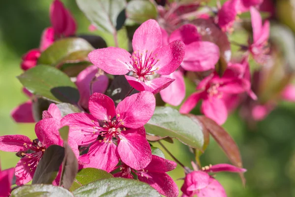 Red Crab apple flowers — Stock Photo, Image