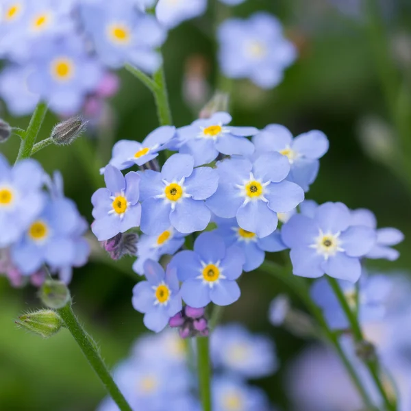 Olvídame, no flores — Foto de Stock