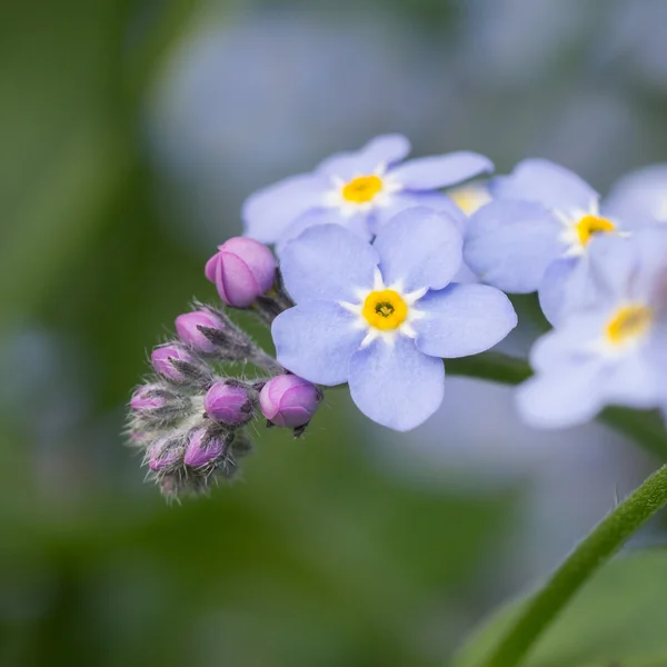 Olvídame, no flores — Foto de Stock