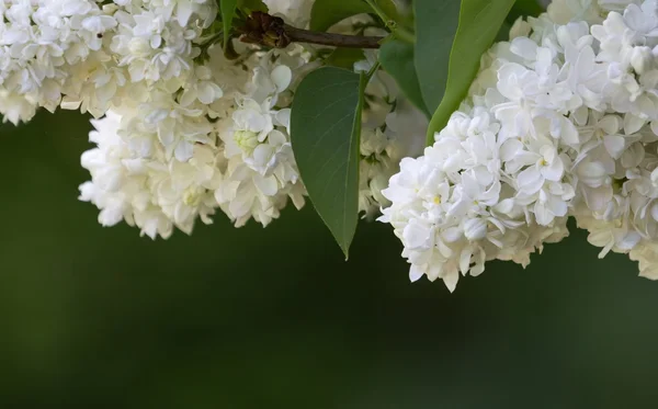 Šeřík bílý šeřík vulgaris (olivovníkovité) makro — Stock fotografie