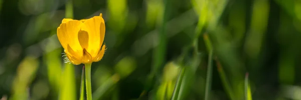 キンポウゲの花マクロ — ストック写真