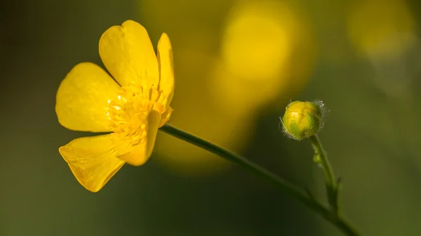 Buttercups flower macro — Stock Photo, Image