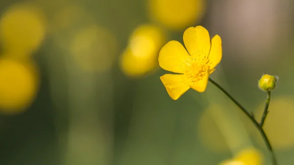 キンポウゲの花マクロ — ストック写真