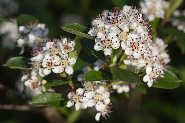 Krataegus oder Weißdornblüten — Stockfoto