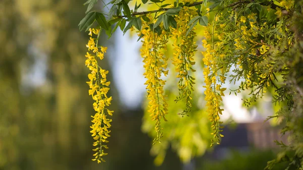 Laburnum anagyroides — Stock Photo, Image