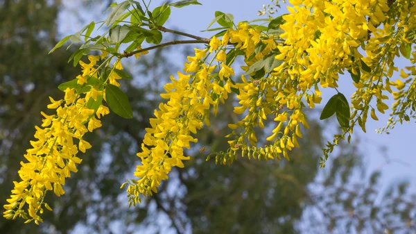 Laburnum anagyroides — Stock Photo, Image