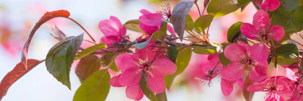 Red Crab apple flowers Stock Picture