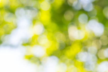 Doğal yeşil yaprakları arka plan bulanık 