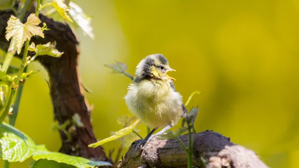 Lite bluetit på en bransch — Stockfoto