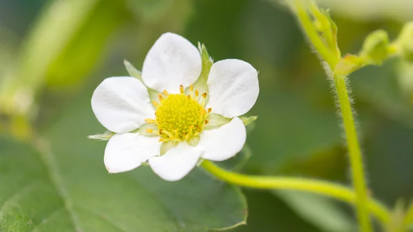 Erdbeerblüten Nahaufnahme — Stockfoto