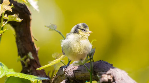 Lite bluetit på en bransch — Stockfoto