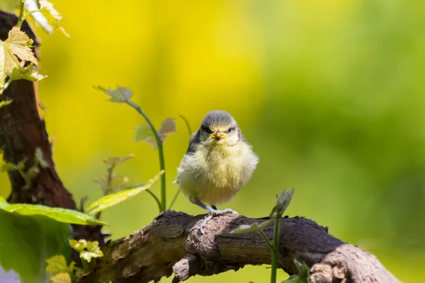 Pequeno bluetit em uma branche — Fotografia de Stock