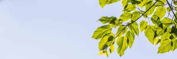 Hijau daun banner dengan langit biru — Stok Foto