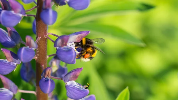 Bumblebee with a purple lupine — Stock Photo, Image