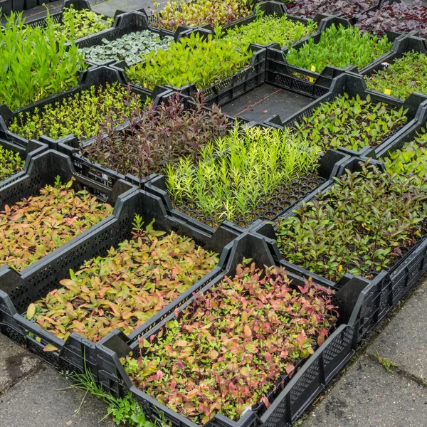 Tanaman kontainer dengan herbal di pusat kebun Belanda — Stok Foto