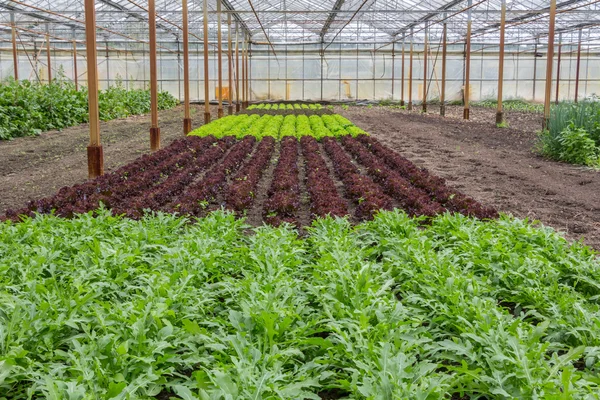 Verschiedene Salatsorten, die im Gewächshaus wachsen — Stockfoto