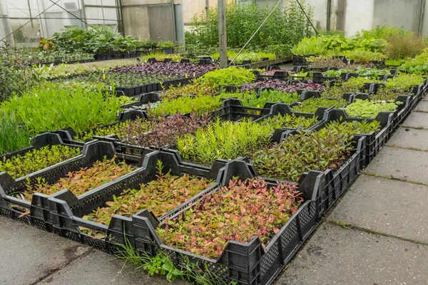 Plantez des récipients avec des herbes dans un centre de jardin néerlandais — Photo