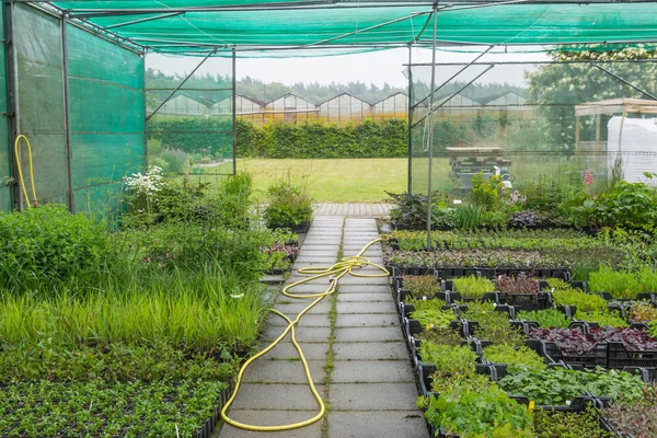 Contenedores de plantas con hierbas en un centro de jardinería holandés —  Fotos de Stock
