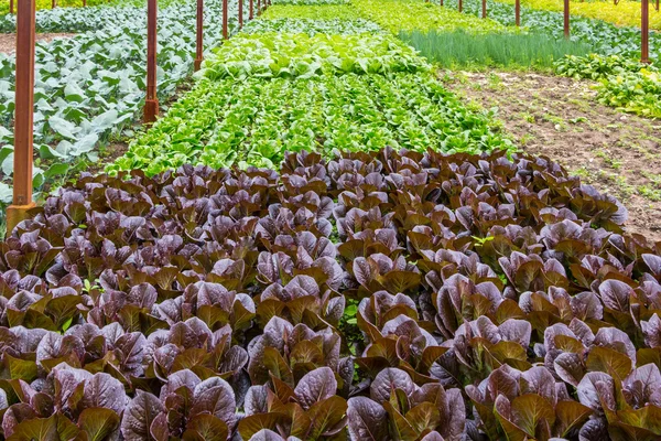 Different kinds of lettuce growing in an greenhouse — Stock Photo, Image