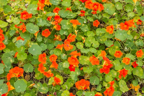 Nasturtium çiçekler — Stok fotoğraf