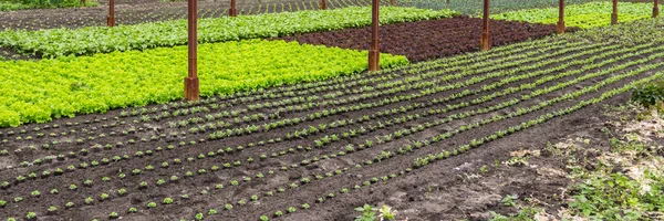 Різні види салату, що ростуть в теплиці — стокове фото