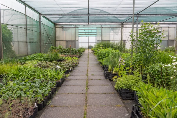 Контейнеры с травами в голландском садовом центре — стоковое фото