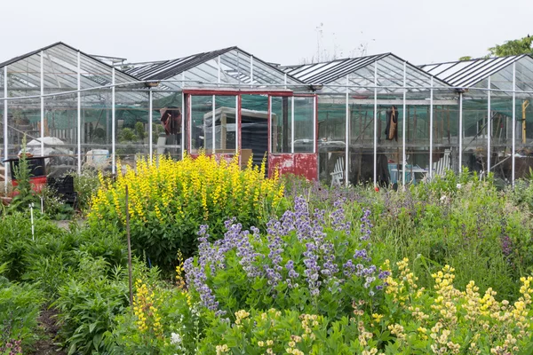 Färgglada blommor och ett grönt hus på en holländsk HANDELSTRÄDGÅRDEN — Stockfoto