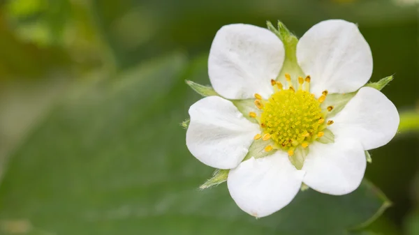 Strawberry flower close-up Rechtenvrije Stockfoto's