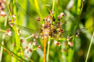 Yusufçuk rudy Pasifik'ten oğlan