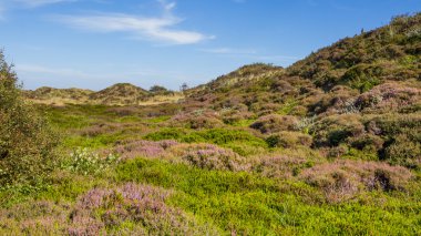 Çiçek açan heather, Dunes yatay