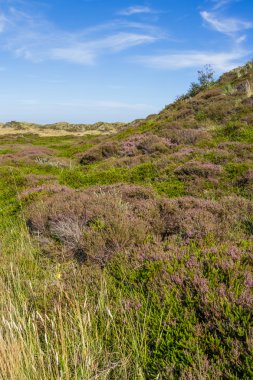 Çiçek açan heather, Dunes yatay