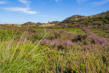 Çiçek açan heather, Dunes yatay
