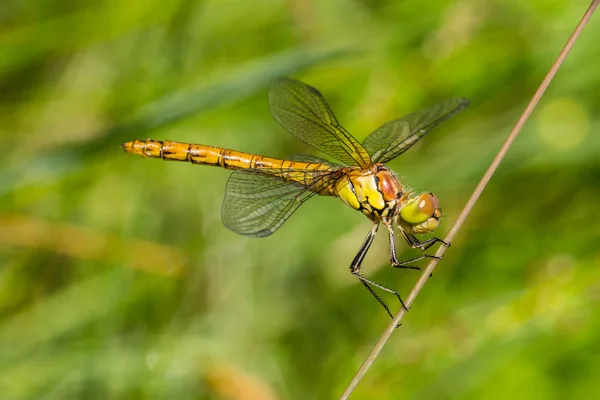 Darter rudy libellula — Foto Stock