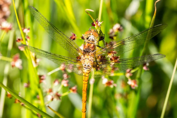 Darter rudy libellula — Foto Stock