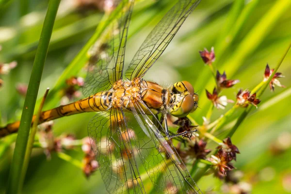 Darter rudy libellula — Foto Stock