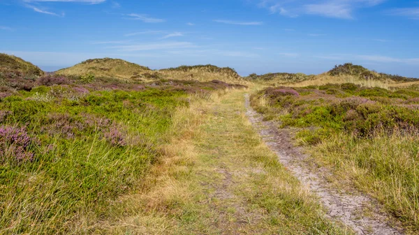 Dunes landscape with blooming heather — Stock Photo, Image