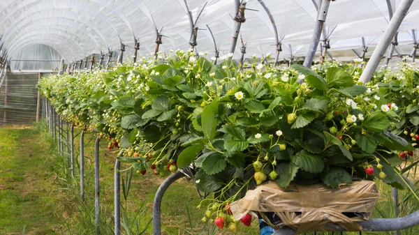 Strawberry nursery — Stock Photo, Image