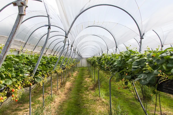 Vivero de fresas — Foto de Stock