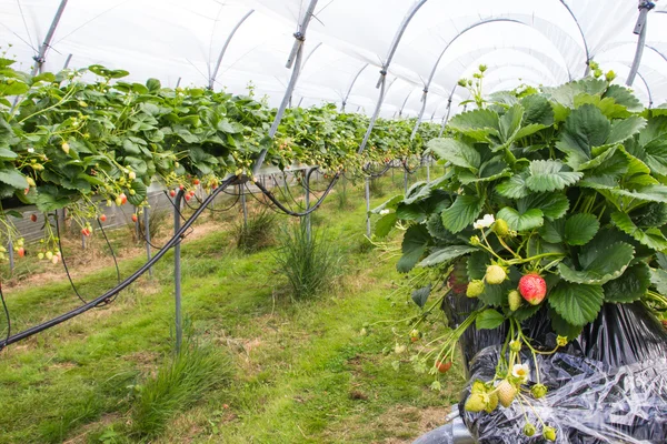 Vivero de fresas — Foto de Stock