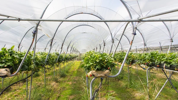 Strawberry nursery — Stock Photo, Image