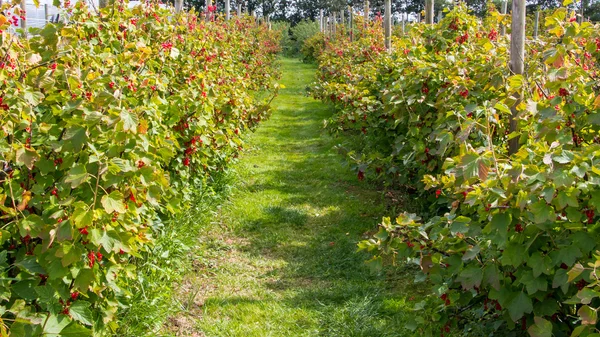 Berries nursery — Stock Photo, Image