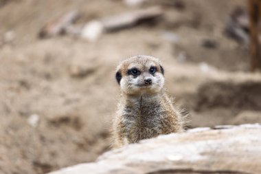 Romanya 'nın Oradea hayvanat bahçesindeki tatlı küçük mirket (Suricata suricatta)