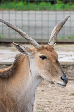 Romanya 'nın Oradea hayvanat bahçesindeki Eland antilobunun (Tragelaphus oryx) portresi..