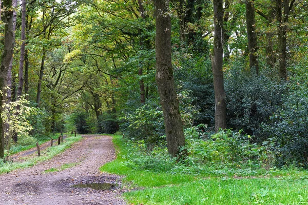 Hollanda, Drenthe 'deki Ulusal Park Dwingelerveld' in güzel doğası