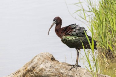 Parlak Ibis (Plegadis falcinellus), Fransa 'nın Saintes Maries de la Mer kentindeki Camargue bölgesindeki Pont de Gau Ornitholoji parkında